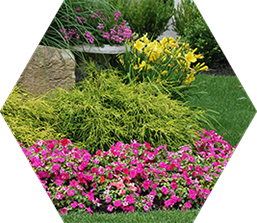 landscape - Landscape